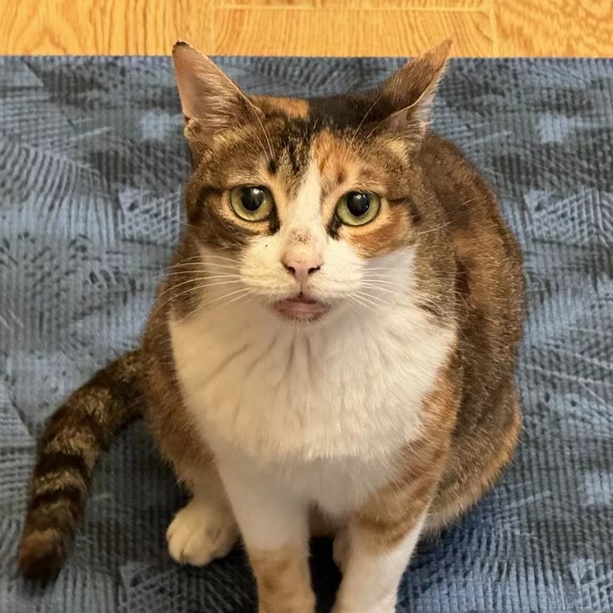 Real photo of Zhuzhu the calico cat
